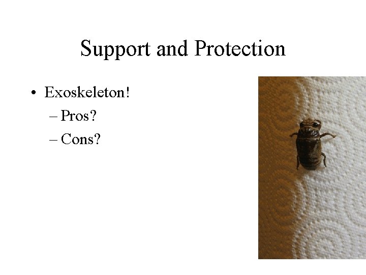 Support and Protection • Exoskeleton! – Pros? – Cons? 