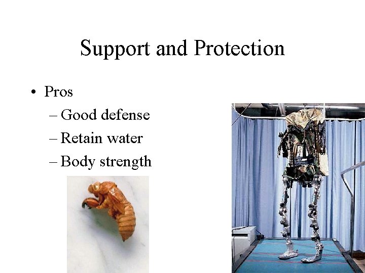 Support and Protection • Pros – Good defense – Retain water – Body strength
