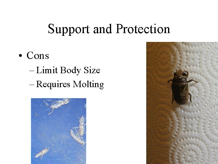 Support and Protection • Cons – Limit Body Size – Requires Molting 