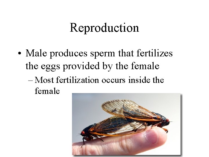 Reproduction • Male produces sperm that fertilizes the eggs provided by the female –