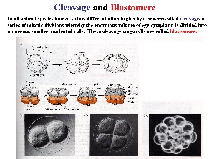 Cleavage and Blastomere In all animal species known so far, differentiation begins by a