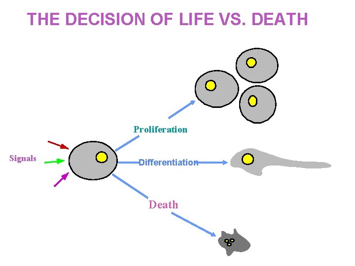 THE DECISION OF LIFE VS. DEATH Proliferation Signals Differentiation Death 