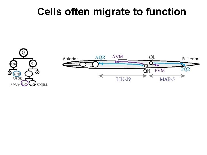 Cells often migrate to function 