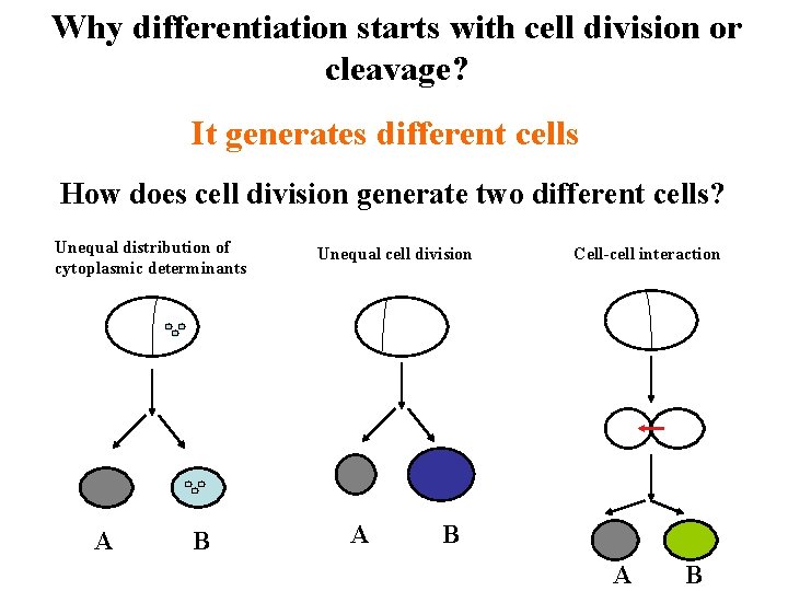 Why differentiation starts with cell division or cleavage? It generates different cells How does