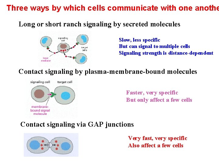 Three ways by which cells communicate with one anothe Long or short ranch signaling