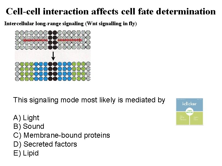 Cell-cell interaction affects cell fate determination Intercellular long-range signaling (Wnt signalling in fly) This