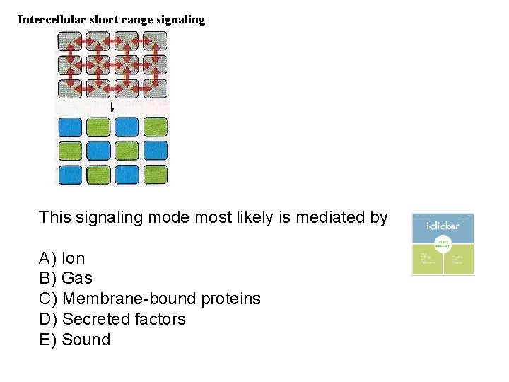 Intercellular short-range signaling This signaling mode most likely is mediated by A) Ion B)