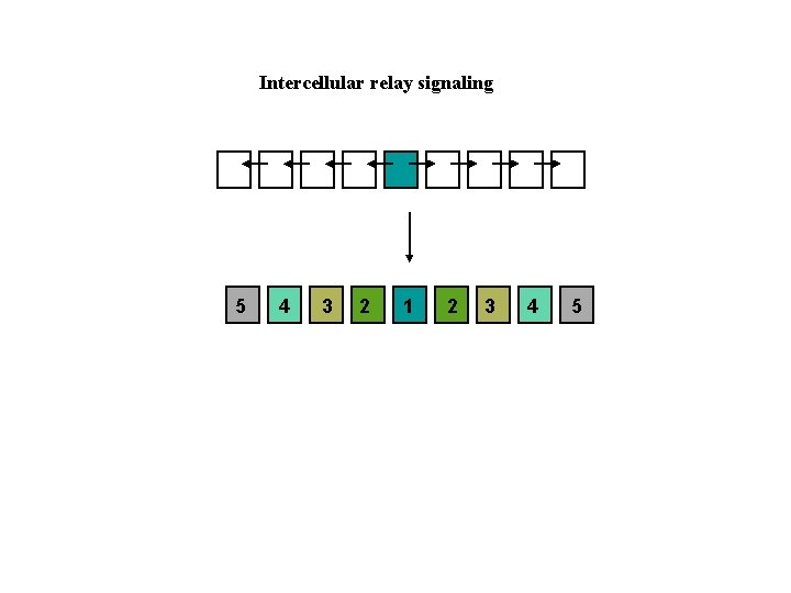 Intercellular relay signaling 5 4 3 2 1 2 3 4 5 