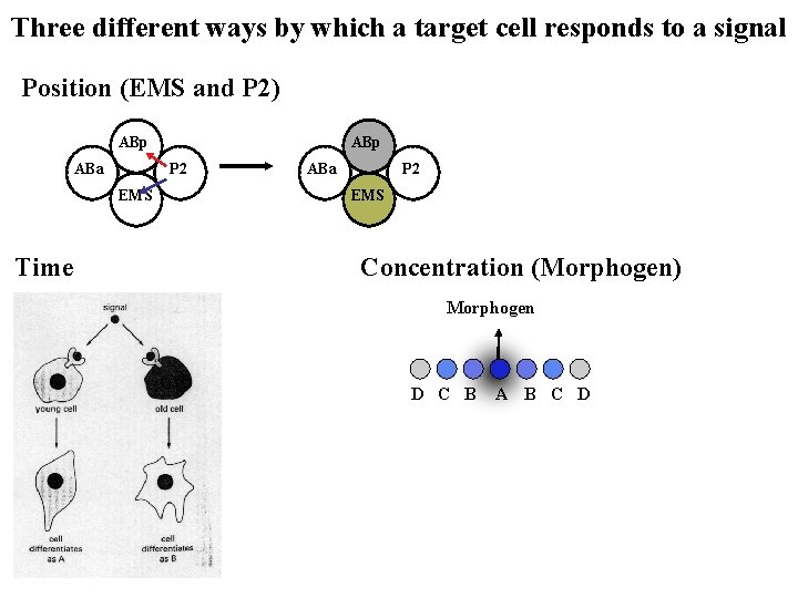 Three different ways by which a target cell responds to a signal Position (EMS