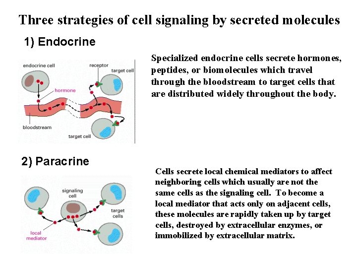 Three strategies of cell signaling by secreted molecules 1) Endocrine Specialized endocrine cells secrete