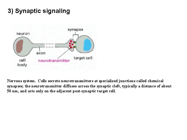 3) Synaptic signaling Nervous system. Cells secrete neurotransmitters at specialized junctions called chemical synapses;