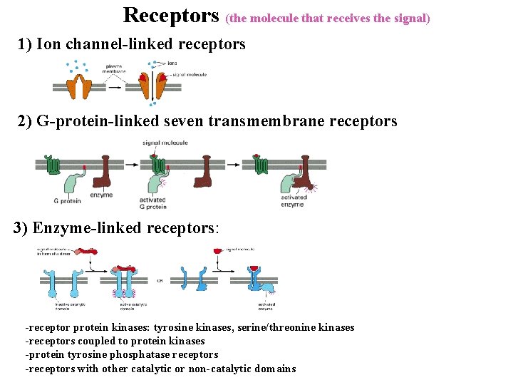 Receptors (the molecule that receives the signal) 1) Ion channel-linked receptors 2) G-protein-linked seven