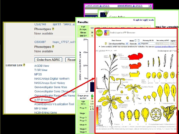 Seed lines Links to other sites 