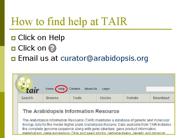 How to find help at TAIR Click on Help p Click on ? p