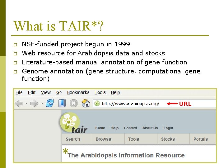 What is TAIR*? p p NSF-funded project begun in 1999 Web resource for Arabidopsis