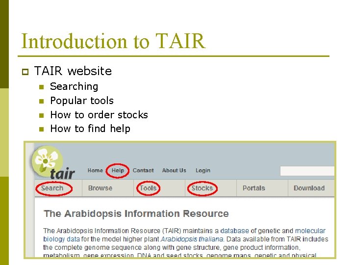 Introduction to TAIR p TAIR website n n Searching Popular tools How to order