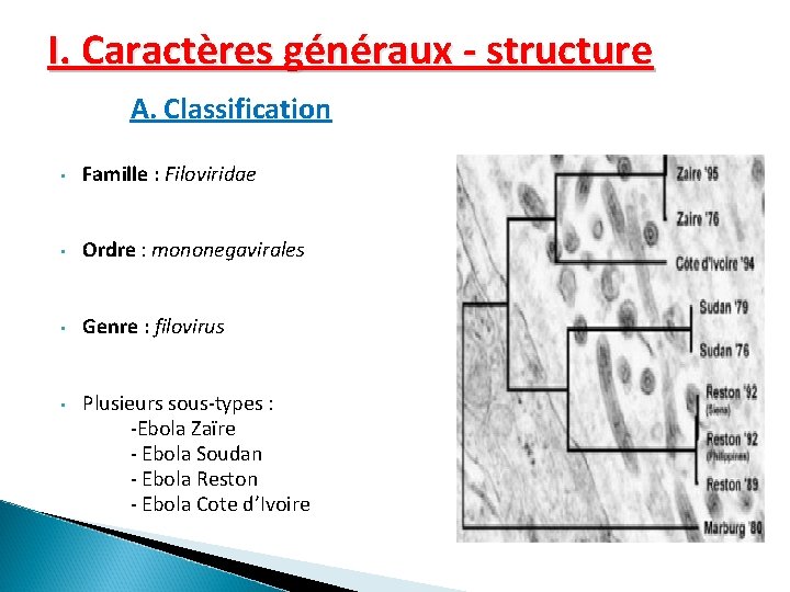 I. Caractères généraux - structure A. Classification • Famille : Filoviridae • Ordre :