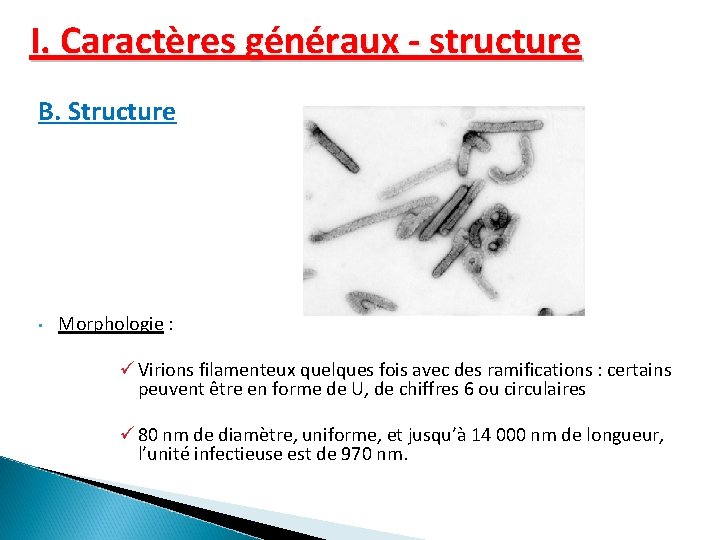 I. Caractères généraux - structure B. Structure • Morphologie : ü Virions filamenteux quelques I. Caractères généraux - structure B. Structure • Morphologie : ü Virions filamenteux quelques
