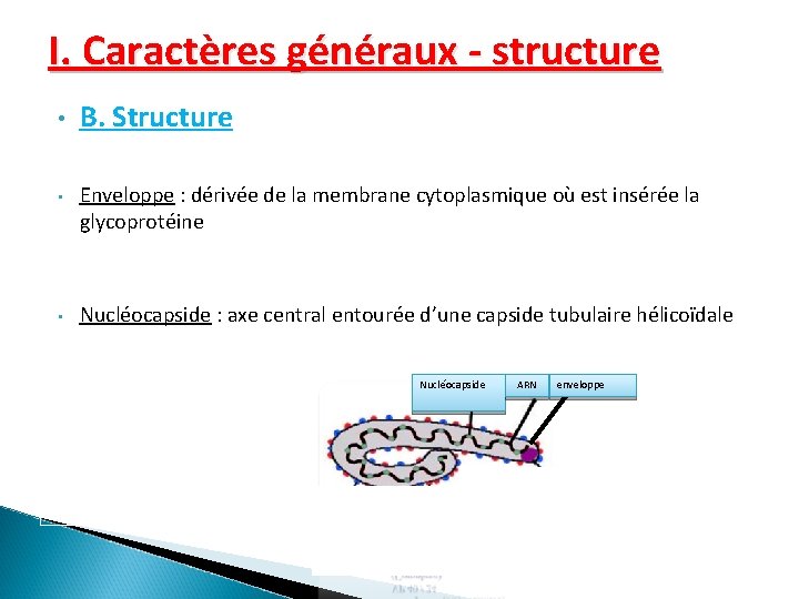 I. Caractères généraux - structure • B. Structure • Enveloppe : dérivée de la