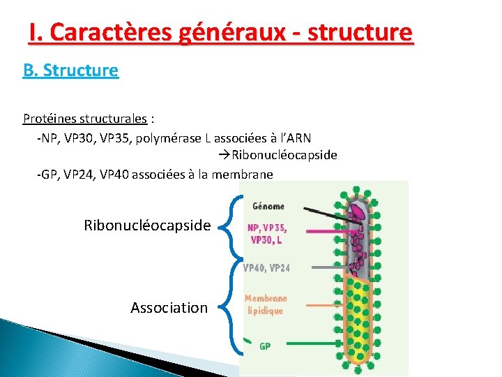 I. Caractères généraux - structure B. Structure Protéines structurales : -NP, VP 30, VP