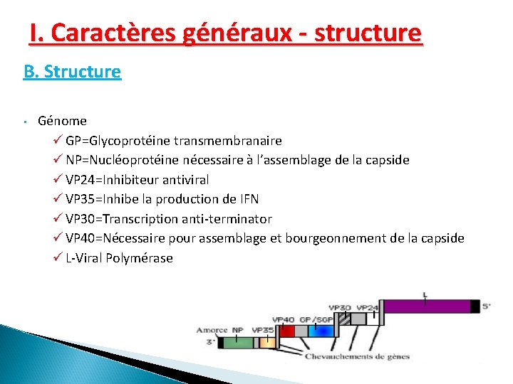 I. Caractères généraux - structure B. Structure • Génome ü GP=Glycoprotéine transmembranaire ü NP=Nucléoprotéine