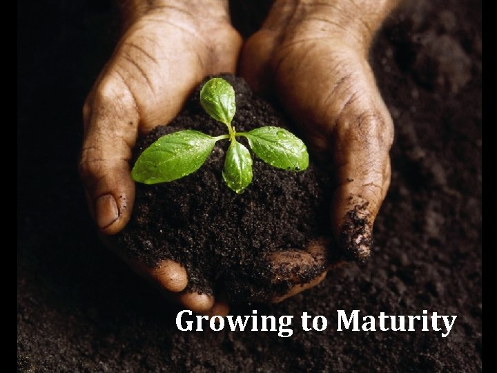 Growing to Maturity 1 