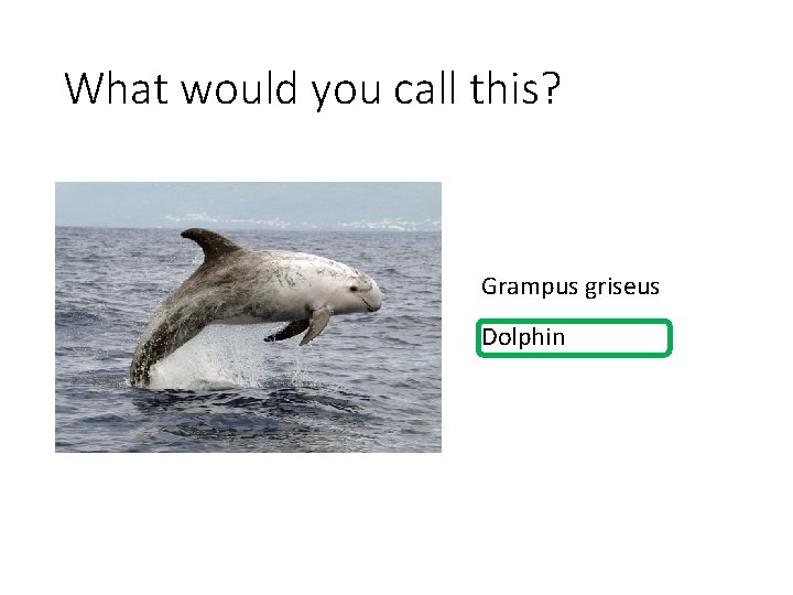 What would you call this? Grampus griseus Dolphin 