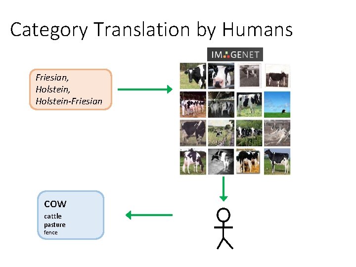 Category Translation by Humans Friesian, Holstein-Friesian cow cattle pasture fence 