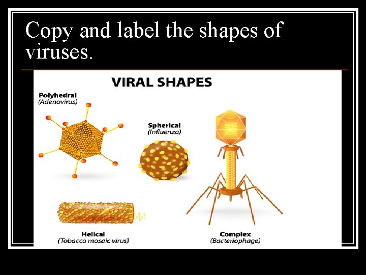 Copy and label the shapes of viruses. 