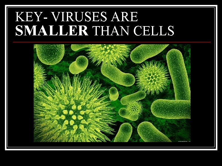 KEY- VIRUSES ARE SMALLER THAN CELLS 