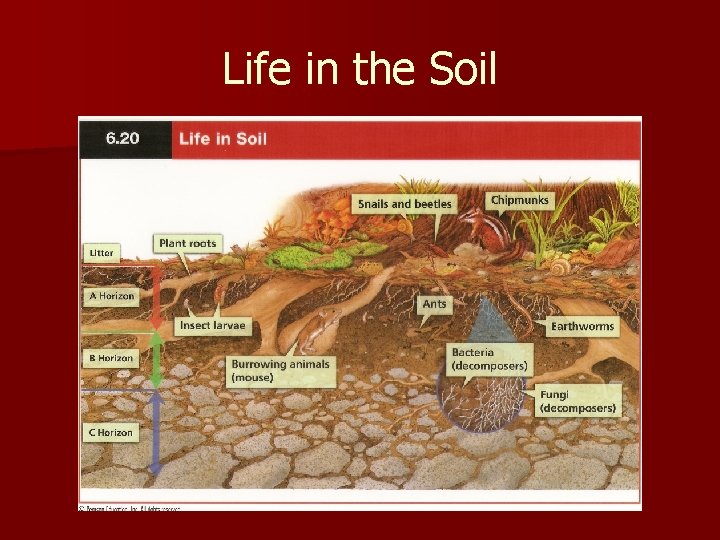 Life in the Soil 