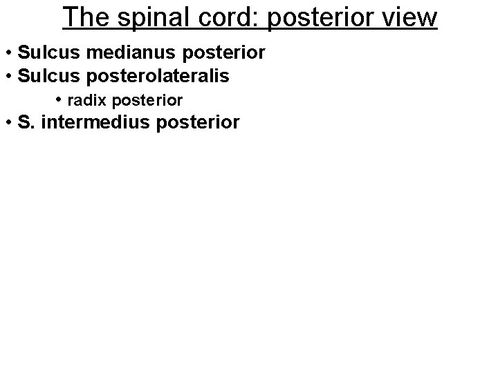 The spinal cord: posterior view • Sulcus medianus posterior • Sulcus posterolateralis • radix