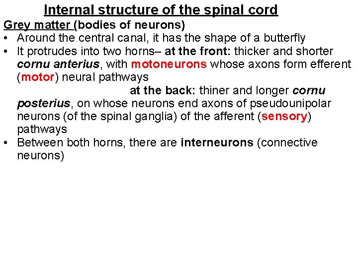 Internal structure of the spinal cord Grey matter (bodies of neurons) • Around the