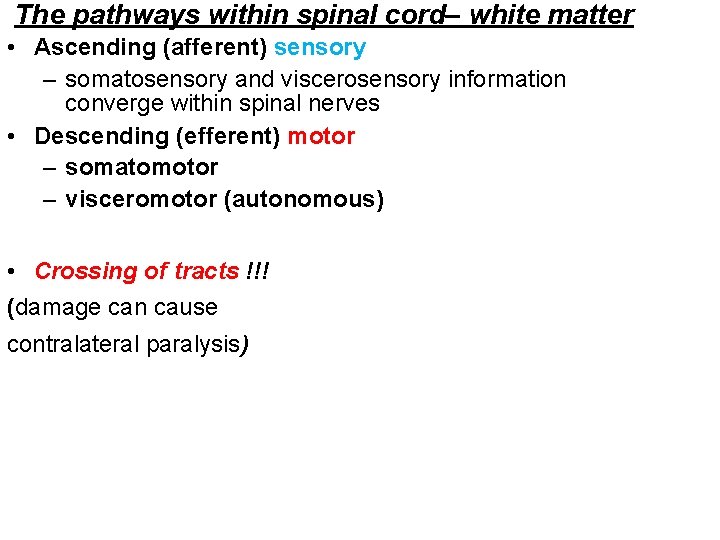 The pathways within spinal cord– white matter • Ascending (afferent) sensory – somatosensory and