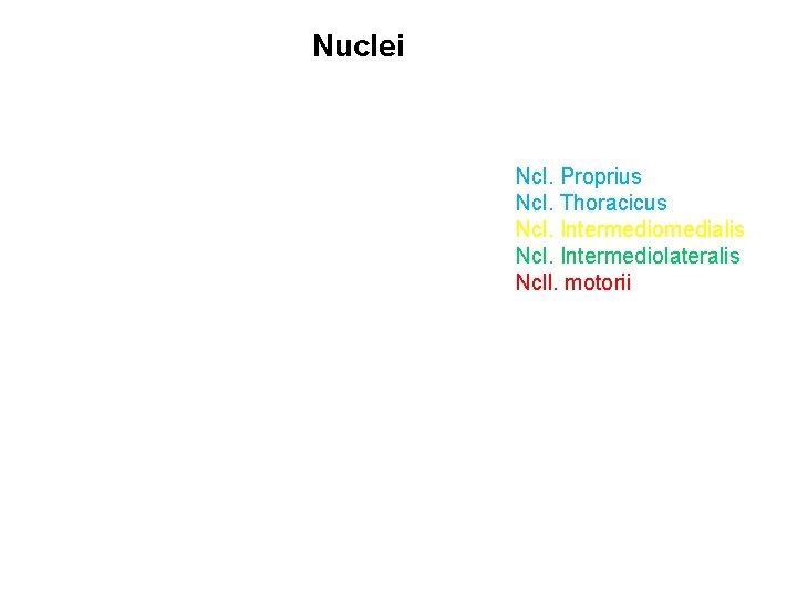 Vzestupné Nuclei Ncl. Proprius Ncl. Thoracicus Ncl. Intermediomedialis Ncl. Intermediolateralis Ncll. motorii 