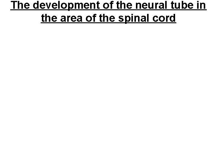 The development of the neural tube in the area of the spinal cord 