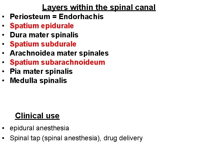 Layers within the spinal canal • • Periosteum = Endorhachis Spatium epidurale Dura mater