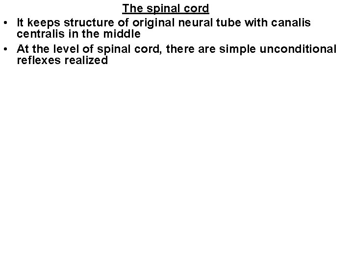 The spinal cord • It keeps structure of original neural tube with canalis centralis