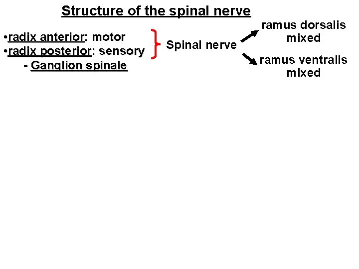 Structure of the spinal nerve • radix anterior: motor • radix posterior: sensory -