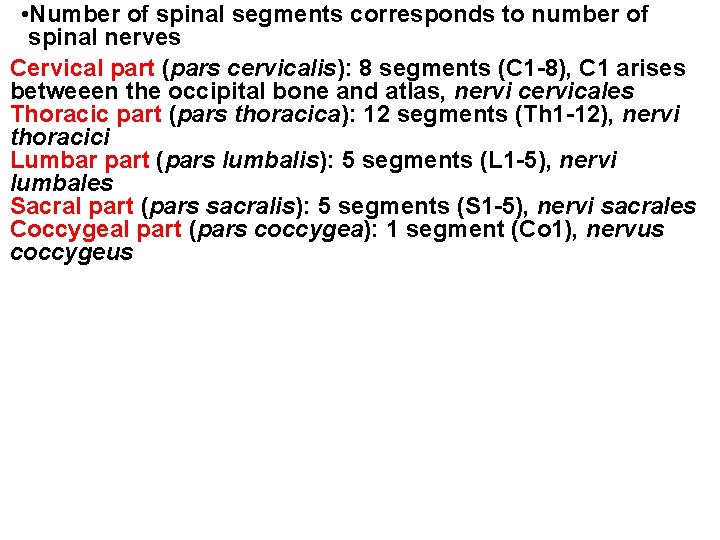  • Number of spinal segments corresponds to number of spinal nerves Cervical part