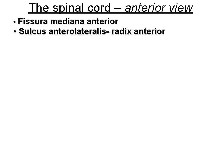 The spinal cord – anterior view • Fissura mediana anterior • Sulcus anterolateralis- radix
