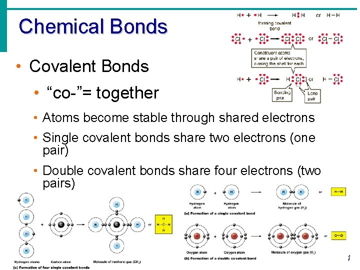 Chemical Bonds • Covalent Bonds • “co-”= together • Atoms become stable through shared Chemical Bonds • Covalent Bonds • “co-”= together • Atoms become stable through shared