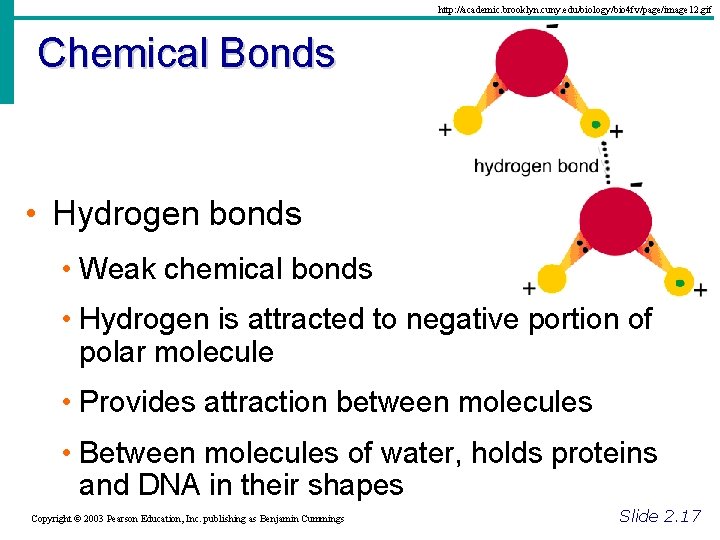 http: //academic. brooklyn. cuny. edu/biology/bio 4 fv/page/image 12. gif Chemical Bonds • Hydrogen bonds http: //academic. brooklyn. cuny. edu/biology/bio 4 fv/page/image 12. gif Chemical Bonds • Hydrogen bonds