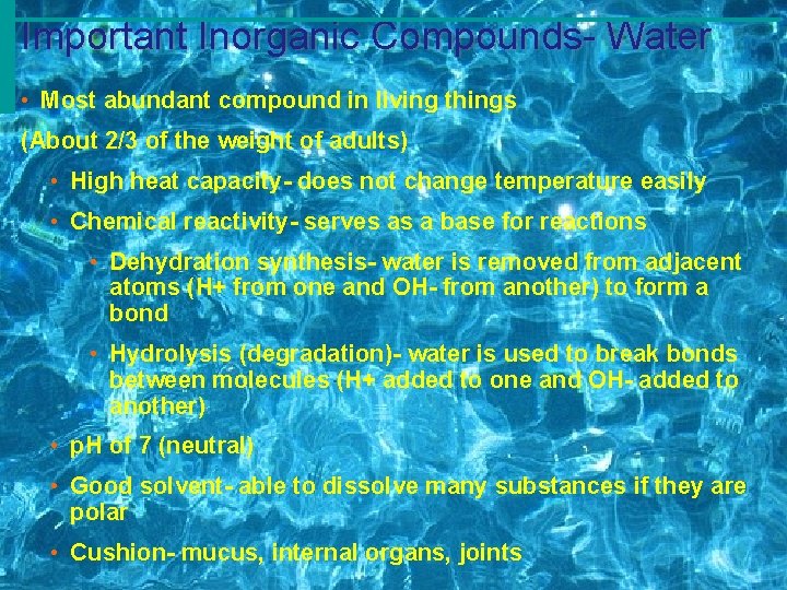 Important Inorganic Compounds- Water • Most abundant compound in living things (About 2/3 of Important Inorganic Compounds- Water • Most abundant compound in living things (About 2/3 of