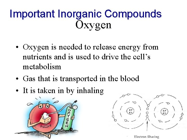 Important Inorganic Compounds Oxygen • Oxygen is needed to release energy from nutrients and Important Inorganic Compounds Oxygen • Oxygen is needed to release energy from nutrients and