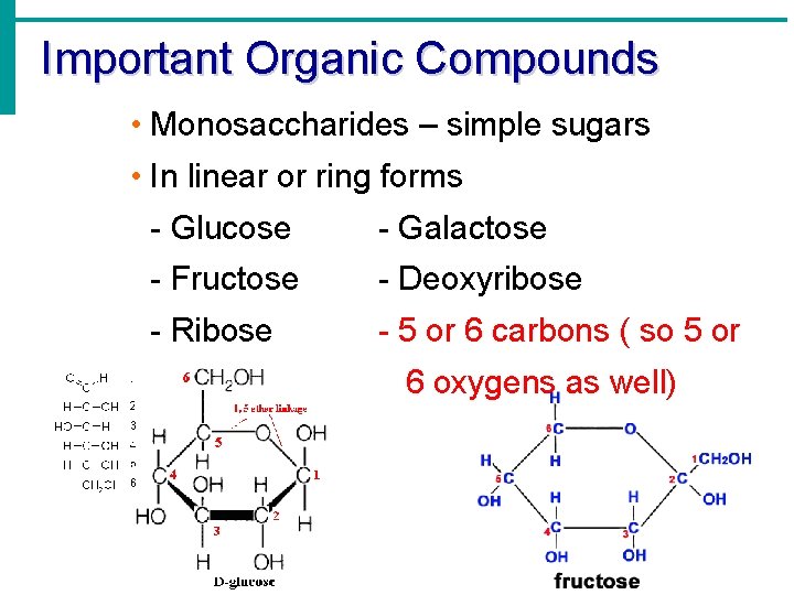 Important Organic Compounds • Monosaccharides – simple sugars • In linear or ring forms Important Organic Compounds • Monosaccharides – simple sugars • In linear or ring forms