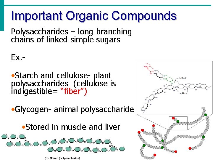 Important Organic Compounds Polysaccharides – long branching chains of linked simple sugars Ex. - Important Organic Compounds Polysaccharides – long branching chains of linked simple sugars Ex. -