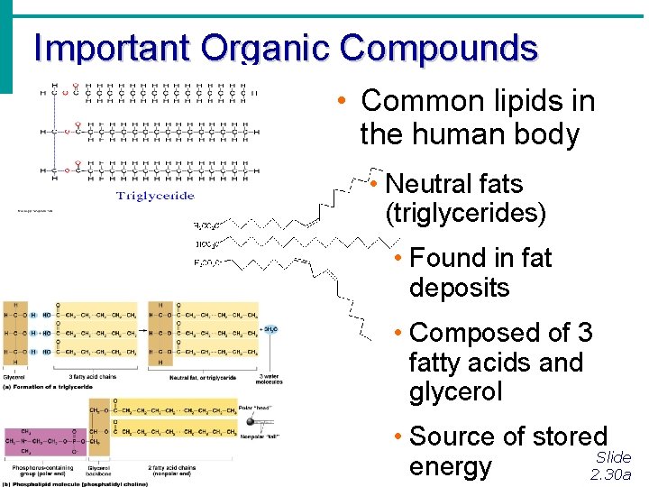 Important Organic Compounds • Common lipids in the human body • Neutral fats (triglycerides) Important Organic Compounds • Common lipids in the human body • Neutral fats (triglycerides)