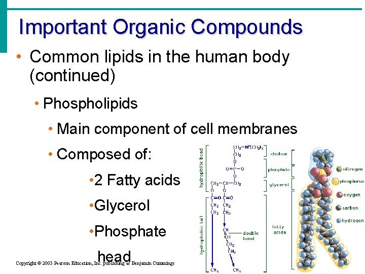 Important Organic Compounds • Common lipids in the human body (continued) • Phospholipids • Important Organic Compounds • Common lipids in the human body (continued) • Phospholipids •