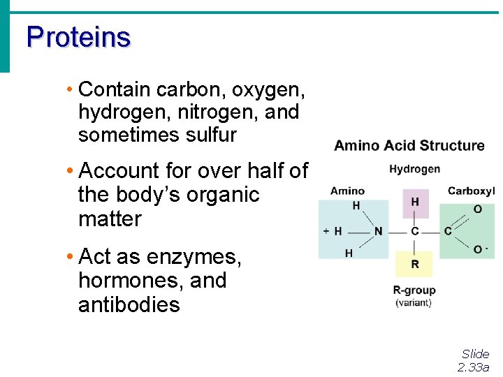 Proteins • Contain carbon, oxygen, hydrogen, nitrogen, and sometimes sulfur • Account for over Proteins • Contain carbon, oxygen, hydrogen, nitrogen, and sometimes sulfur • Account for over